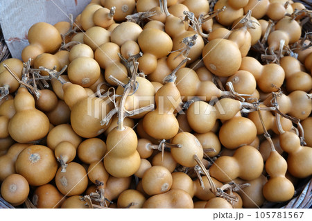 Piles of Harvested dried Calabash, Lagenaria siceraria, Bottle Gourd, or Flowered Gourd at local market   105781567