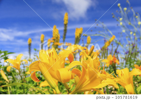 花満開の富士見高原リゾート ロマンスエリア 花満開の富士見高原リゾート ロマンスエリア 105781619