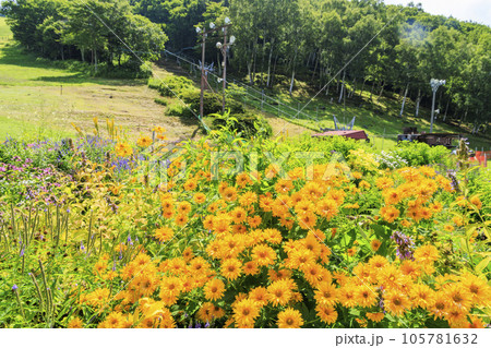 花満開の富士見高原リゾート ロマンスエリア 花満開の富士見高原リゾート ロマンスエリア 105781632