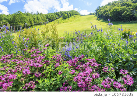 花満開の富士見高原リゾート ロマンスエリア 花満開の富士見高原リゾート ロマンスエリア 105781638