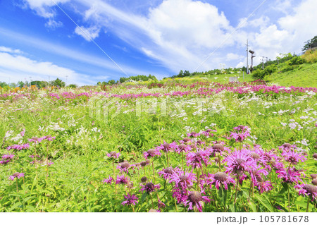 花満開の富士見高原リゾート ロマンスエリア 花満開の富士見高原リゾート ロマンスエリア 105781678