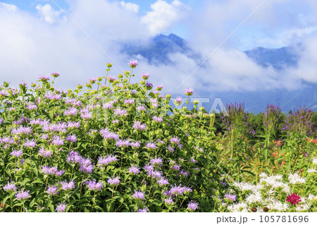花満開の富士見高原リゾート　ロマンスエリア 105781696