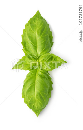 Fresh green basil leaves Fresh green basil leaves 105781794
