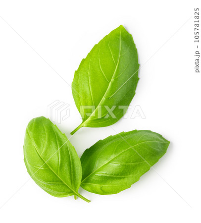 Fresh green basil leaves 105781825