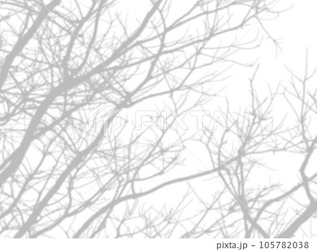 shadow of the tree branches that no leaves on white wall shadow of the tree branches that no leaves on white wall 105782038