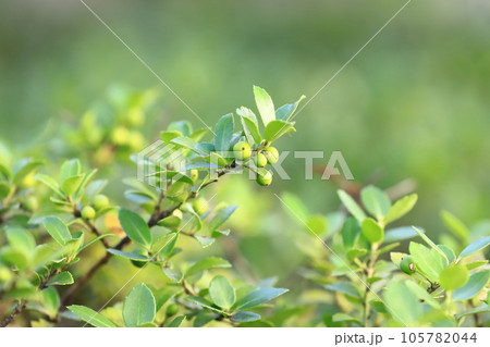 実をつけた犬柘植（イヌツゲ） 105782044
