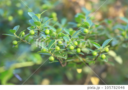 実をつけた犬柘植（イヌツゲ） 105782046