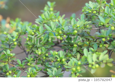 実をつけた犬柘植（イヌツゲ） 105782047