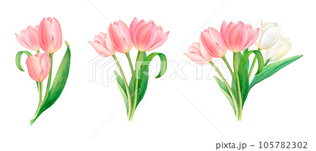 Watercolour drawing set of bouquets from beautiful pink and white tulip flowers with leaves on white background. Perfect drawn stickers, logo, napkin, textile prints, photo, invitation, card, wrapping 105782302