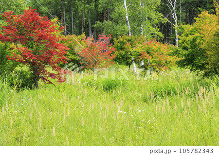 花満開の富士見高原リゾート　創造の森 105782343