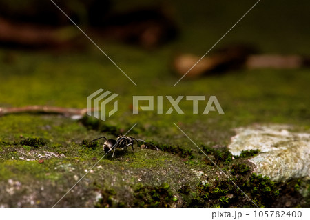 アリ あり 蟻 105782400