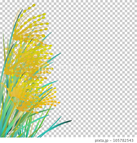 Rice ear 4 105782543