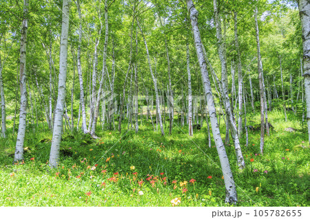 花満開の富士見高原リゾート　白樺エリア 105782655