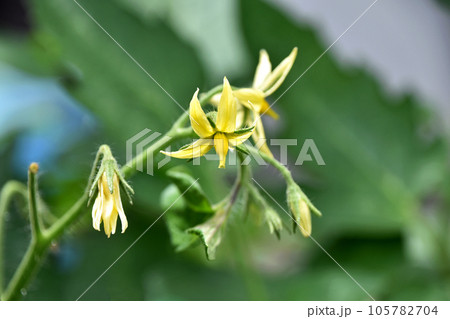 ミニトマトの花 105782704