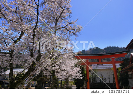 長野県上水内郡小川村高府 武部八幡宮の大鳥居と参道の満開の桜 長野県上水内郡小川村高府 武部八幡宮の大鳥居と参道の満開の桜 105782711