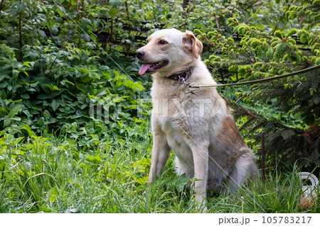 Big white dog sitting on the grass 105783217