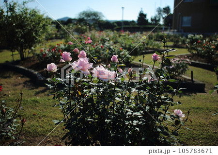 荒尾市 おもやい市民花壇 バラの花、 荒尾市 おもやい市民花壇 バラの花、 105783671