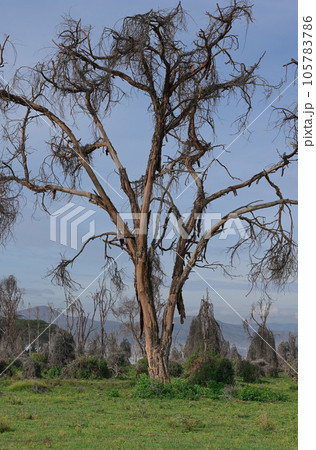 Dead trees near Lake Naivasha. Kenya, Africa Dead trees near Lake Naivasha. Kenya, Africa 105783786