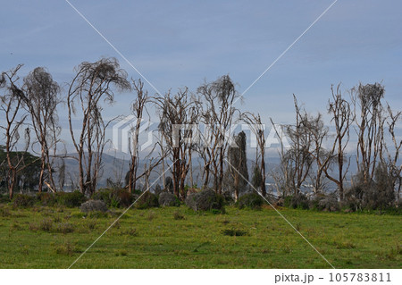 After the flood dead trees near Lake Naivasha. Kenya, Africa After the flood dead trees near Lake Naivasha. Kenya, Africa 105783811