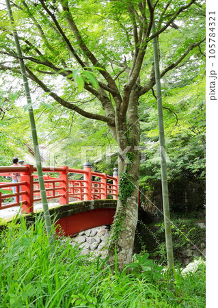 静岡県 修善寺温泉 静岡県 修善寺温泉 105784321