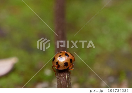 昆虫 虫 蟲 105784383