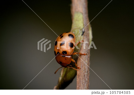 昆虫 虫 蟲 105784385