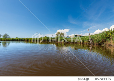 Lake Massaciuccoli with Green Reeds in Tuscany Italy Europe 105784415