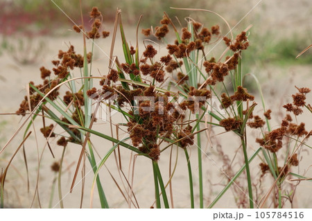 茶色の穂をつけたヌマガヤツリ 茶色の穂をつけたヌマガヤツリ 105784516