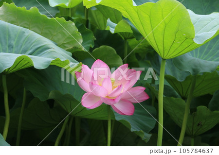 今を盛りと咲き誇る上野不忍池のハス 105784637