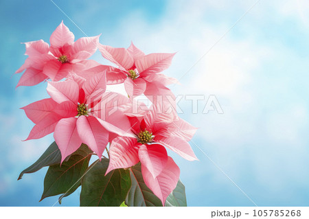 Christmas background with pink poinsettia. The Christmas star. Minimalism. Christmas background with pink poinsettia. The Christmas star. Minimalism. 105785268