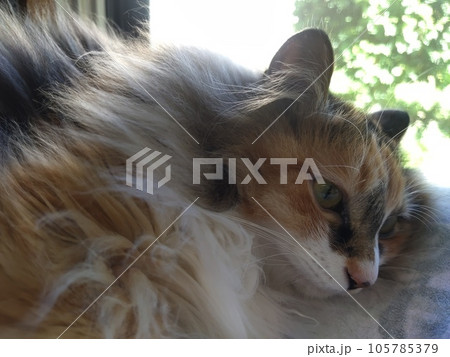 窓辺で寝転がる猫 窓辺で寝転がる猫 105785379
