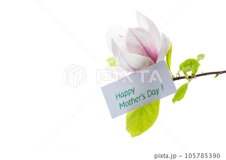 one pink flower on a branch of blooming magnolia close up 105785390