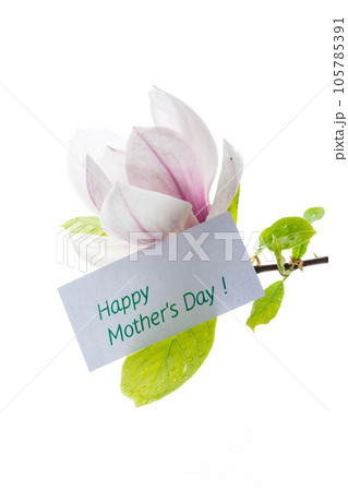 one pink flower on a branch of blooming magnolia close up one pink flower on a branch of blooming magnolia close up 105785391