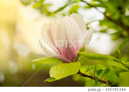 one pink flower on a branch of blooming magnolia close-up one pink flower on a branch of blooming magnolia close-up 105785394