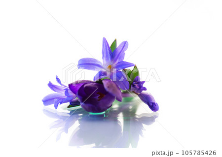 early spring purple flowers crocuses on white background 105785426