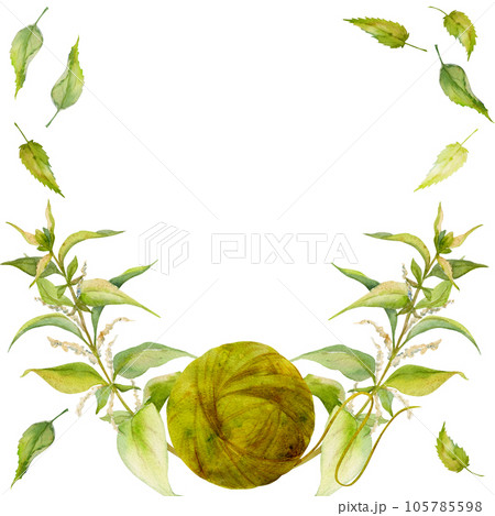 Hand drawn watercolor nettle coloring natural plant dye, materials for hobby, handmade fabric. Illustration isolated square frame, white background. Shop logo, print, website, business card, booklet Hand drawn watercolor nettle coloring natural plant dye, materials for hobby, handmade fabric. Illustration isolated square frame, white background. Shop logo, print, website, business card, booklet 105785598