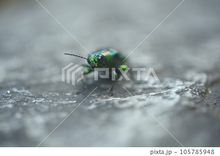 鮮やかな色が美しいタマムシ 鮮やかな色が美しいタマムシ 105785948