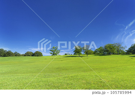 奈良公園　飛火野　夏の季節 105785994