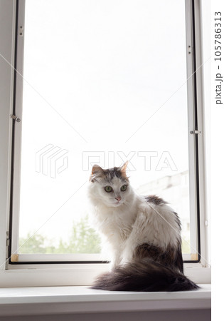 Domestic cat at home 105786313
