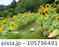 ひまわりが並ぶ夏の風景 105786491