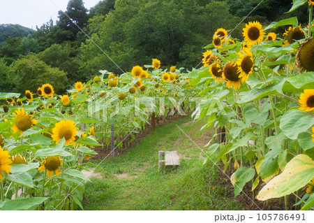 ひまわりが並ぶ夏の風景 ひまわりが並ぶ夏の風景 105786491