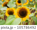 ひまわりが並ぶ夏の風景 105786492