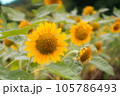 ひまわりが並ぶ夏の風景 105786493