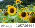 ひまわりが並ぶ夏の風景 105786494