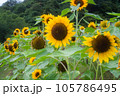ひまわりが並ぶ夏の風景 105786495