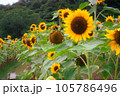ひまわりが並ぶ夏の風景 105786496