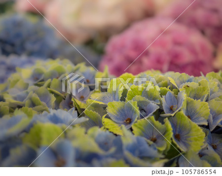 黄緑色と青色の紫陽花 黄緑色と青色の紫陽花 105786554