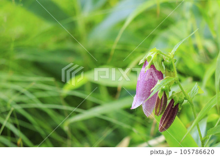 蓼科牧場ゴンドラ＆御泉水自然園 105786620