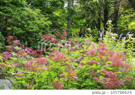 蓼科牧場ゴンドラ&御泉水自然園 蓼科牧場ゴンドラ&御泉水自然園 105786629