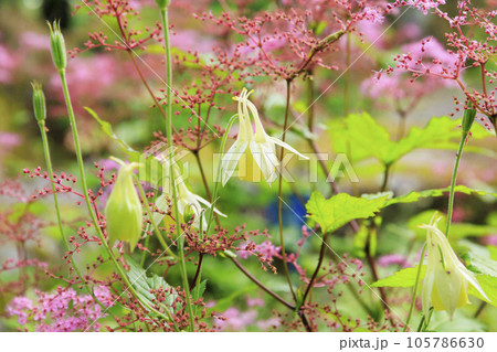 蓼科牧場ゴンドラ＆御泉水自然園 105786630